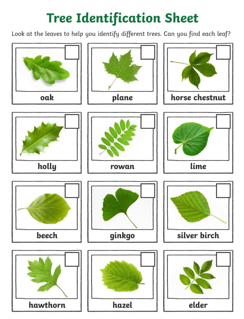 Tree identification - Worcestershire Glamping - Tenbury Wells family Friendly