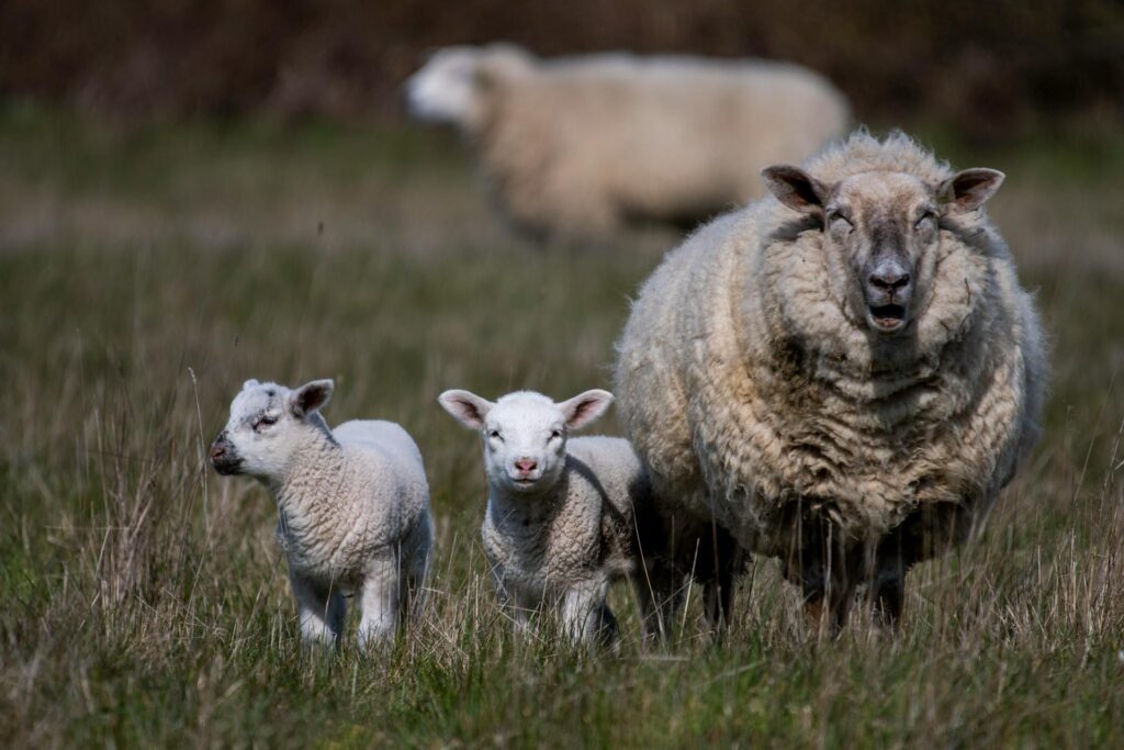 Springtime on the Farm: Feeding Lambs and Ewes