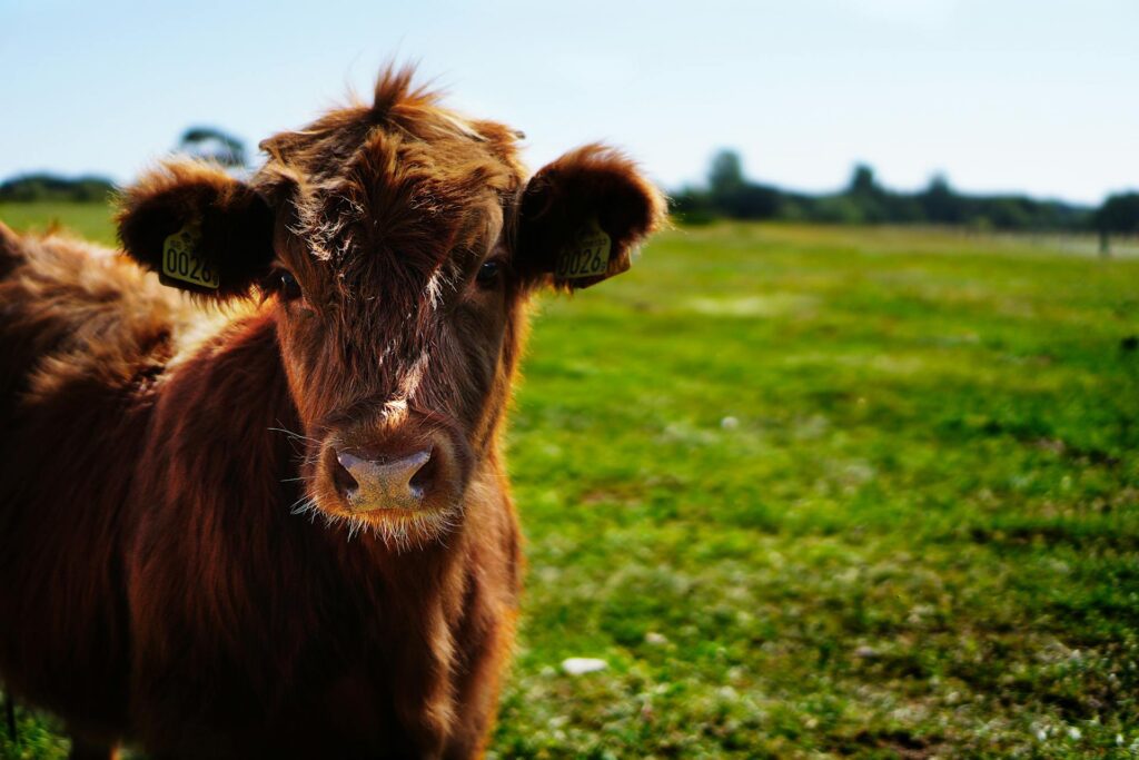 May on the Farm: Turning the Calves Out