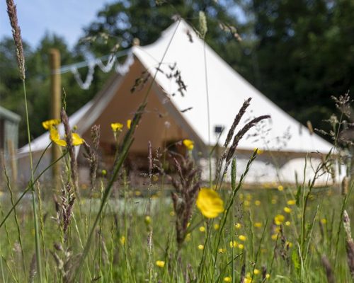 bell tent in wild flower pollinator Meadow - worcestershire glamping